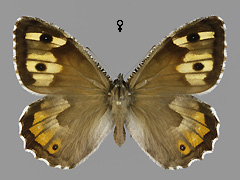 H. semele